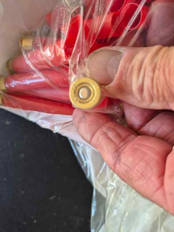 shells.jpg