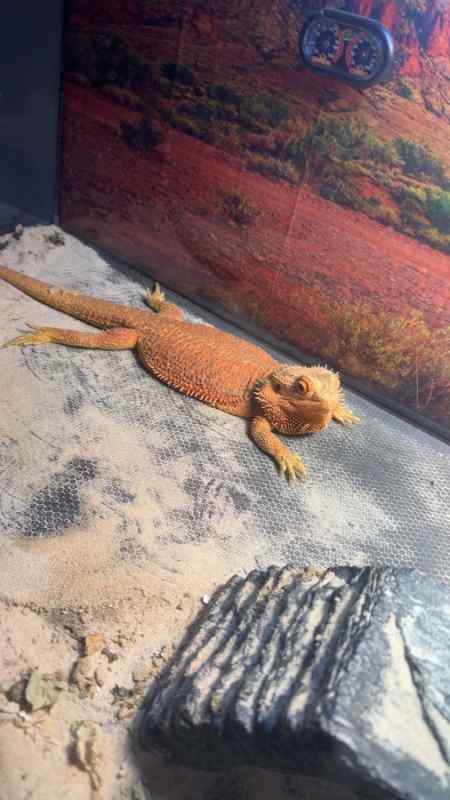 Red Bearded Dragon FS/FT