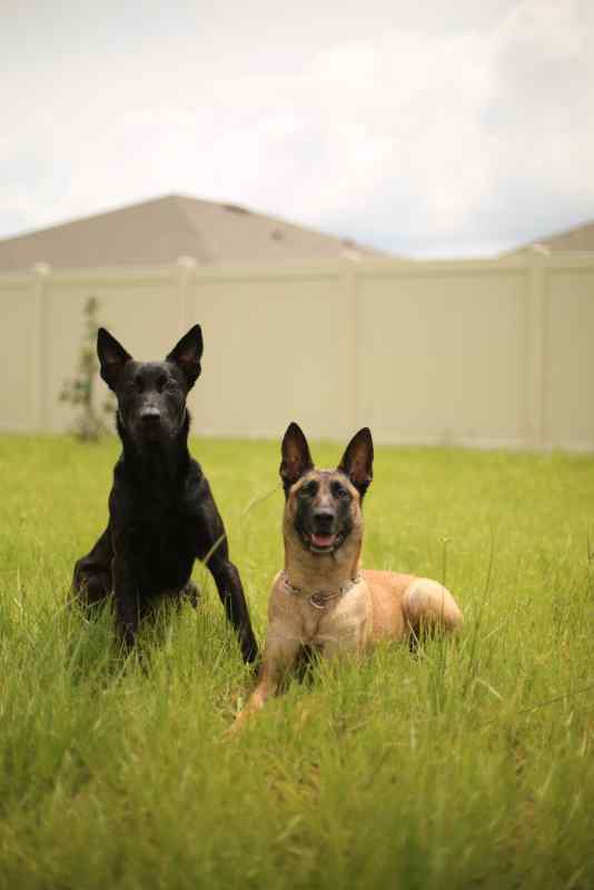 Malinois / Dutch Shepherd puppies